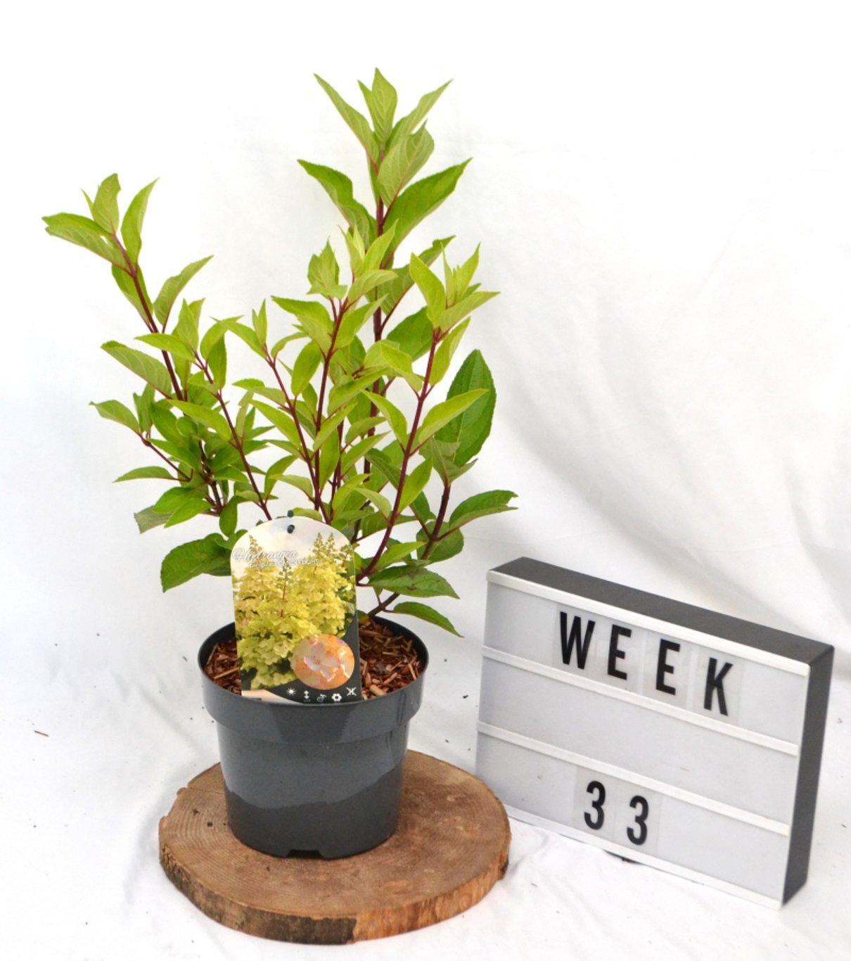 Hydrangea pan. 'Candlelight' ® - C3 20-40 CM